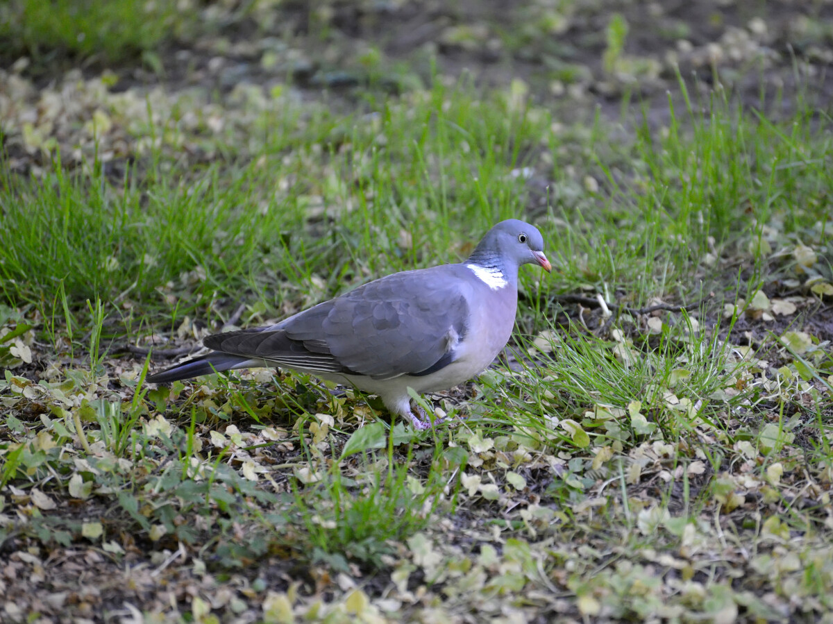 Дикий лесной голубь (Columba palumbus Linnaeus) прогуливается по траве