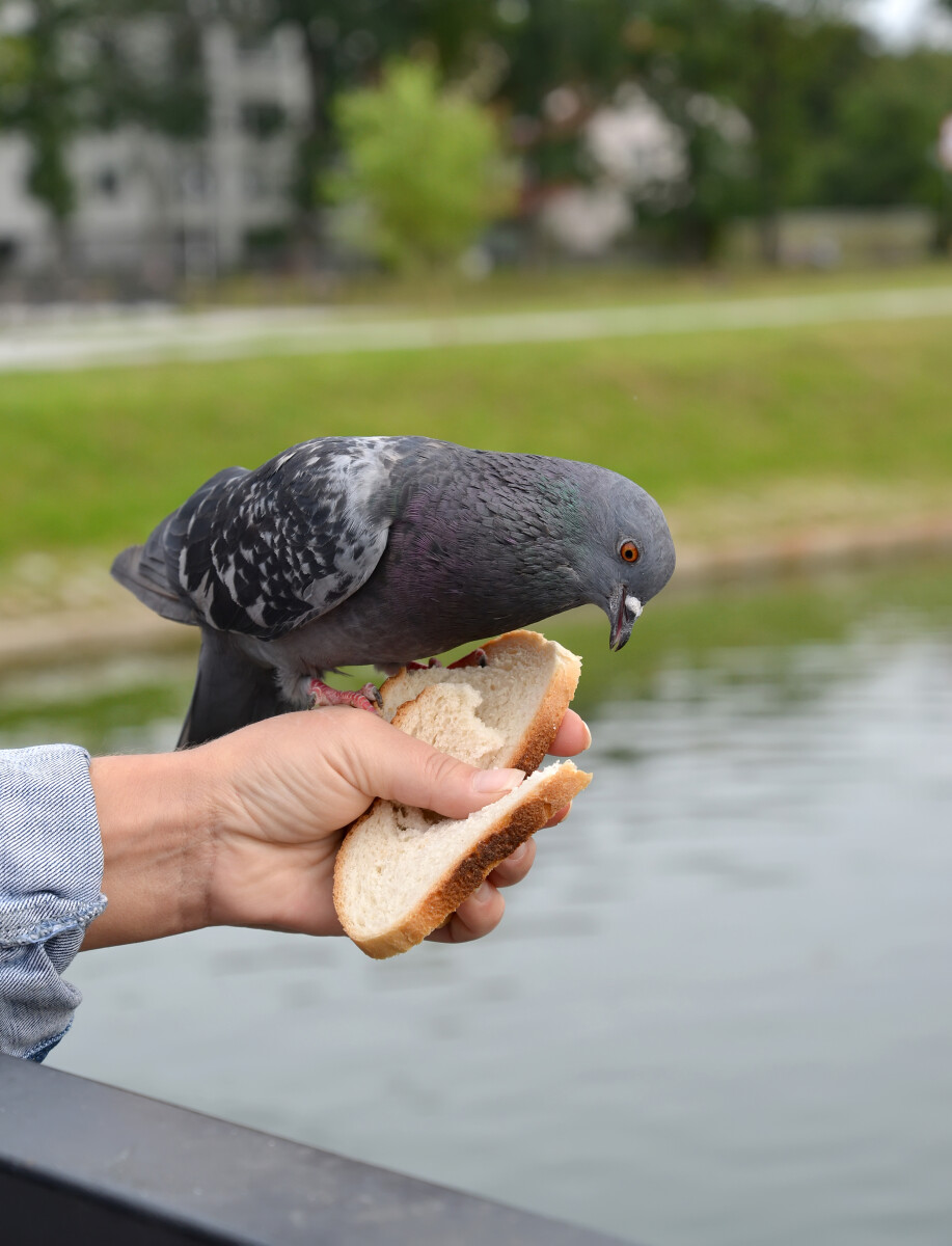 Сизый горный голубь (Columba livia Gmelin) сидит на руке и клюет хлеб на фоне городского пруда