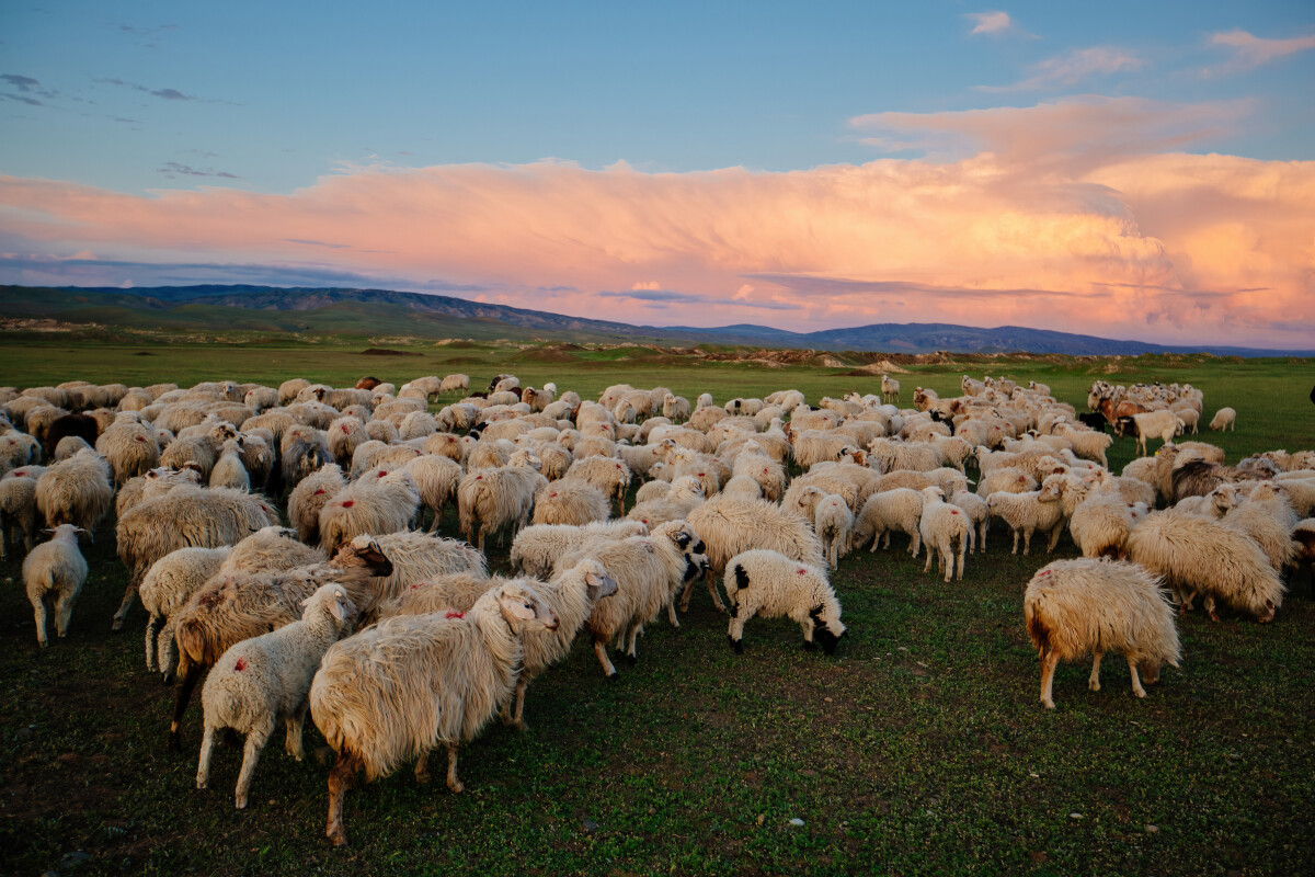 Flock of sheep at pasture at sunset