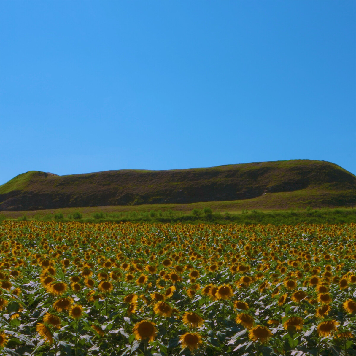 Sunflower Hill