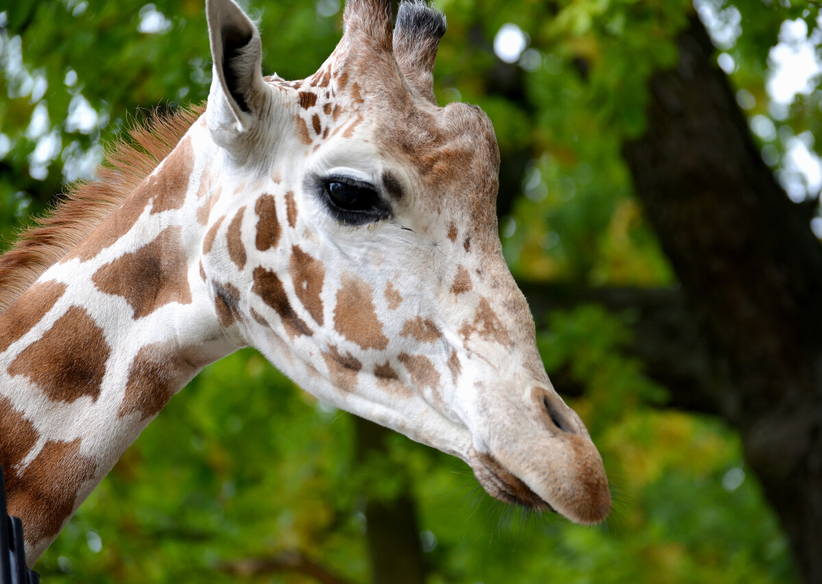 Портрет сетчатого жирафа (Giraffa camelopardalis reticulata Linnaeus). Вид сбоку