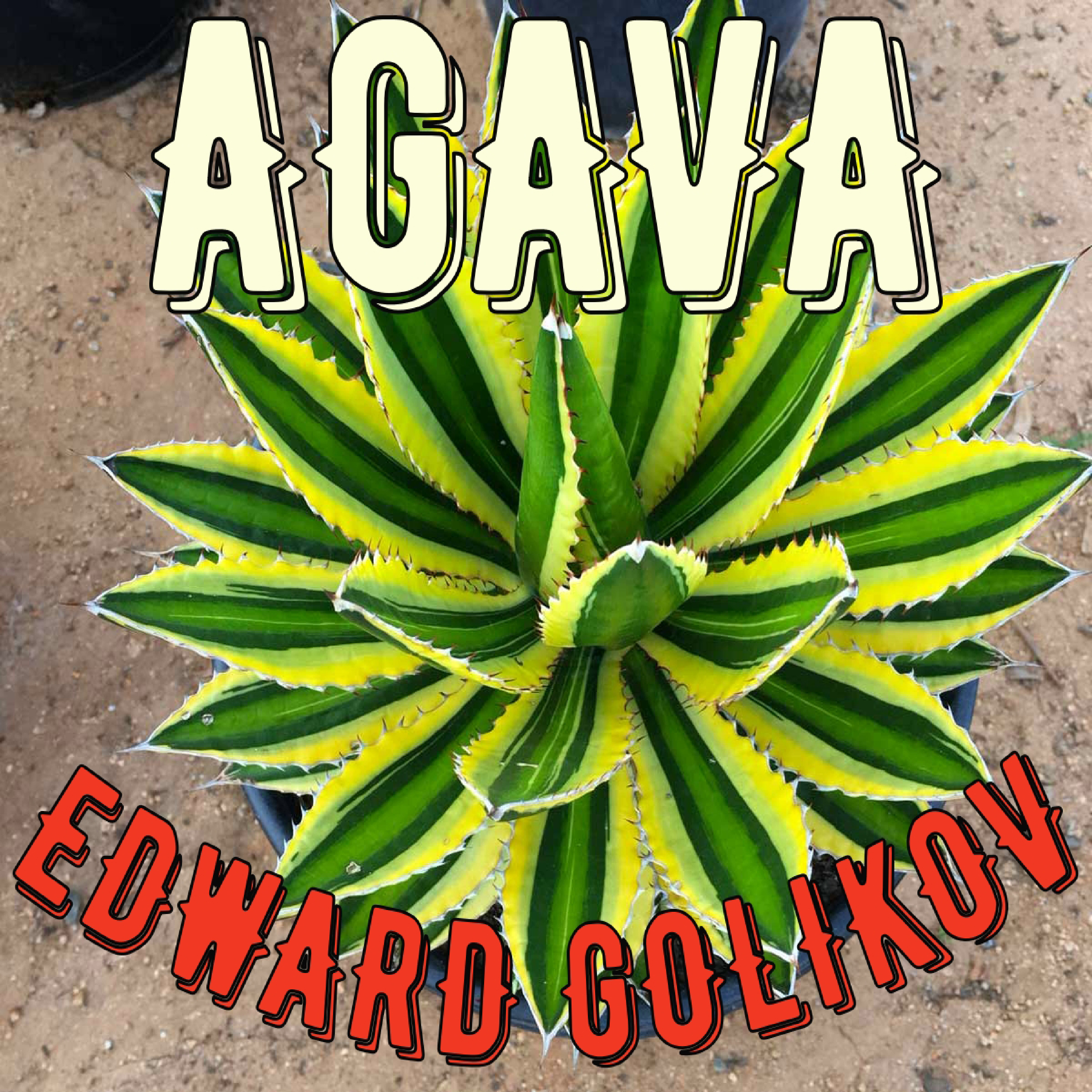 Agava