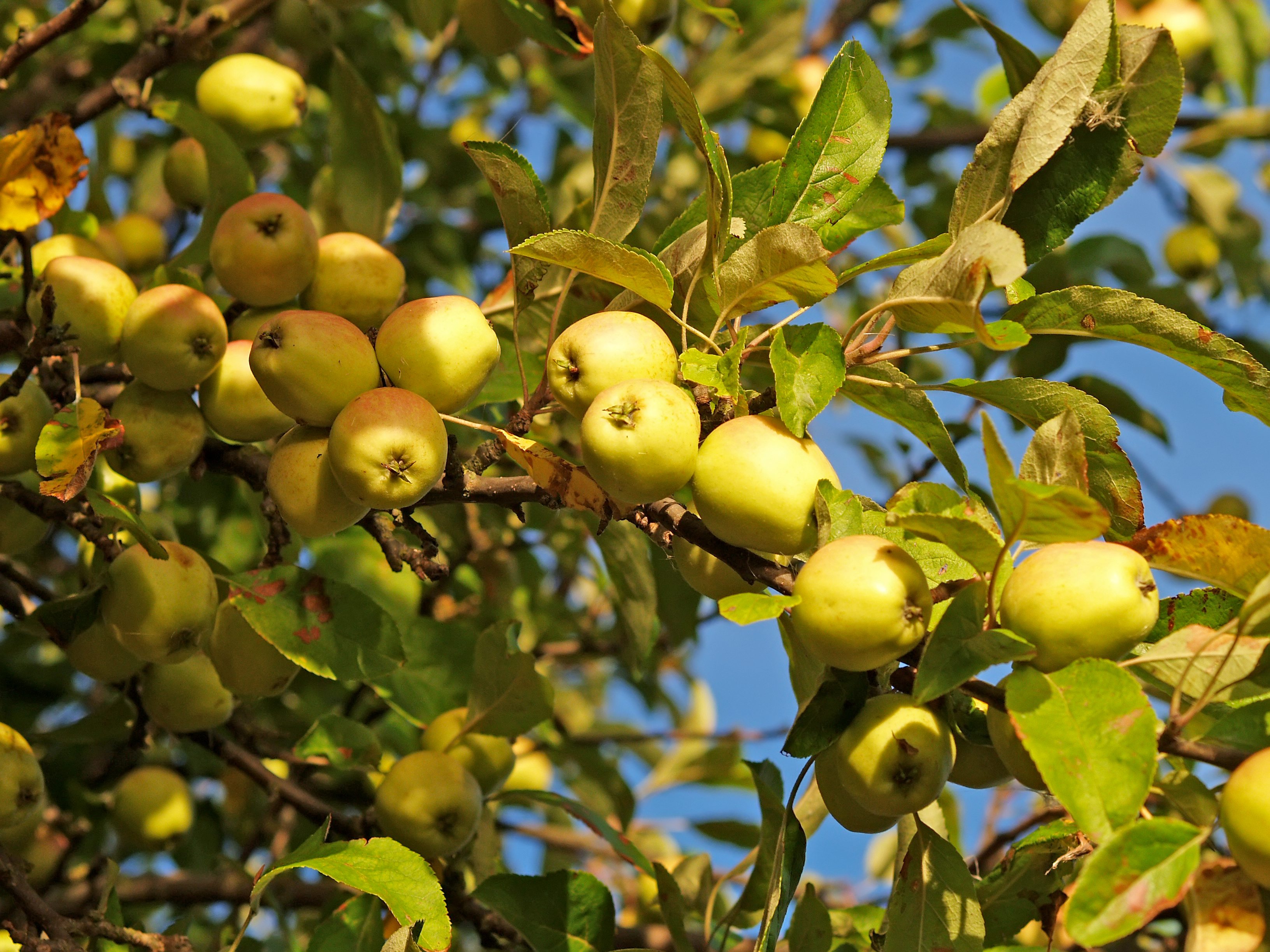 Ветка с желтыми яблоками (Malus domestica) на фоне голубого неба