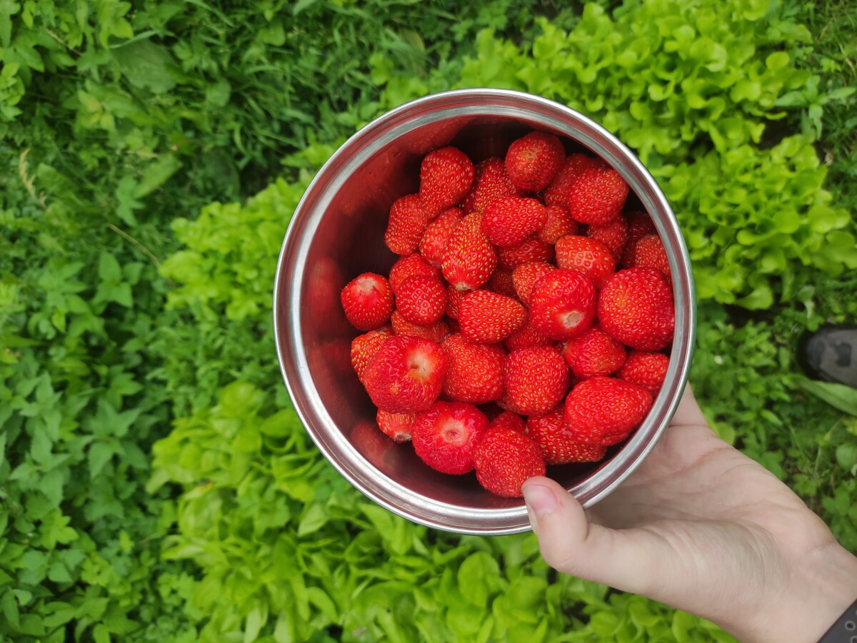 Жестяная миска с домашней клубникой