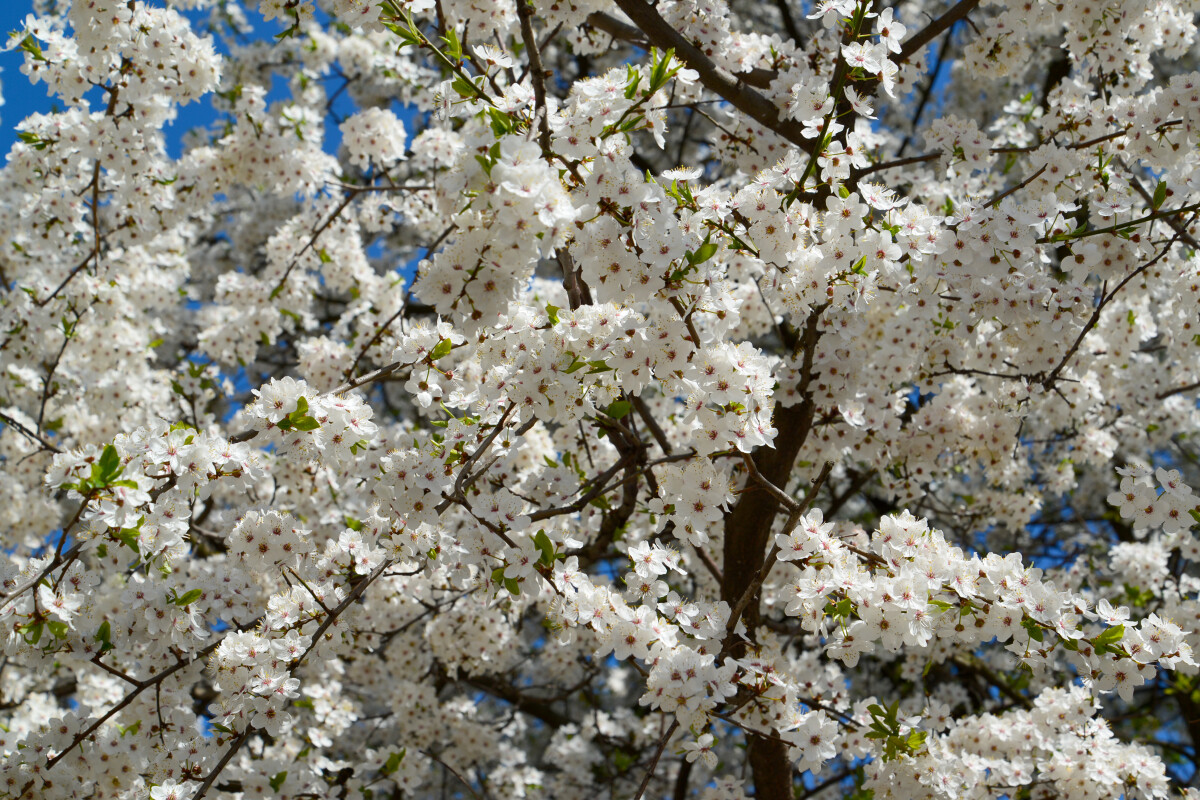 Цветущая алыча (Prunus cerasifera)