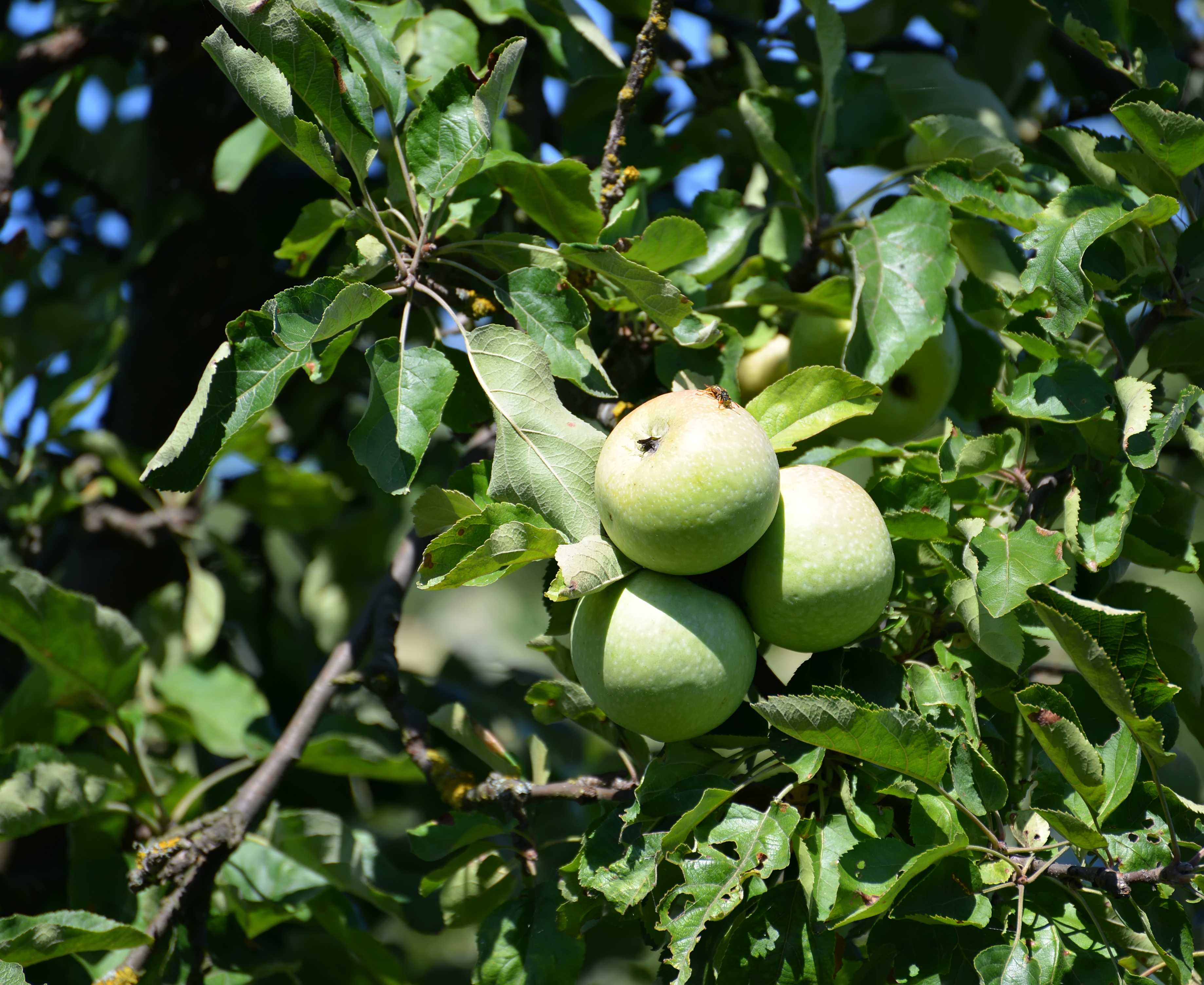 Зрелые зеленые яблоки висят на ветке (Malus domestica)