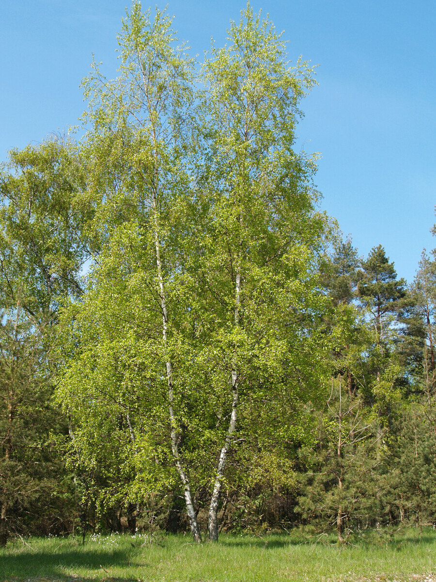 Береза бородавчатая (Betula pendula Roth) весной