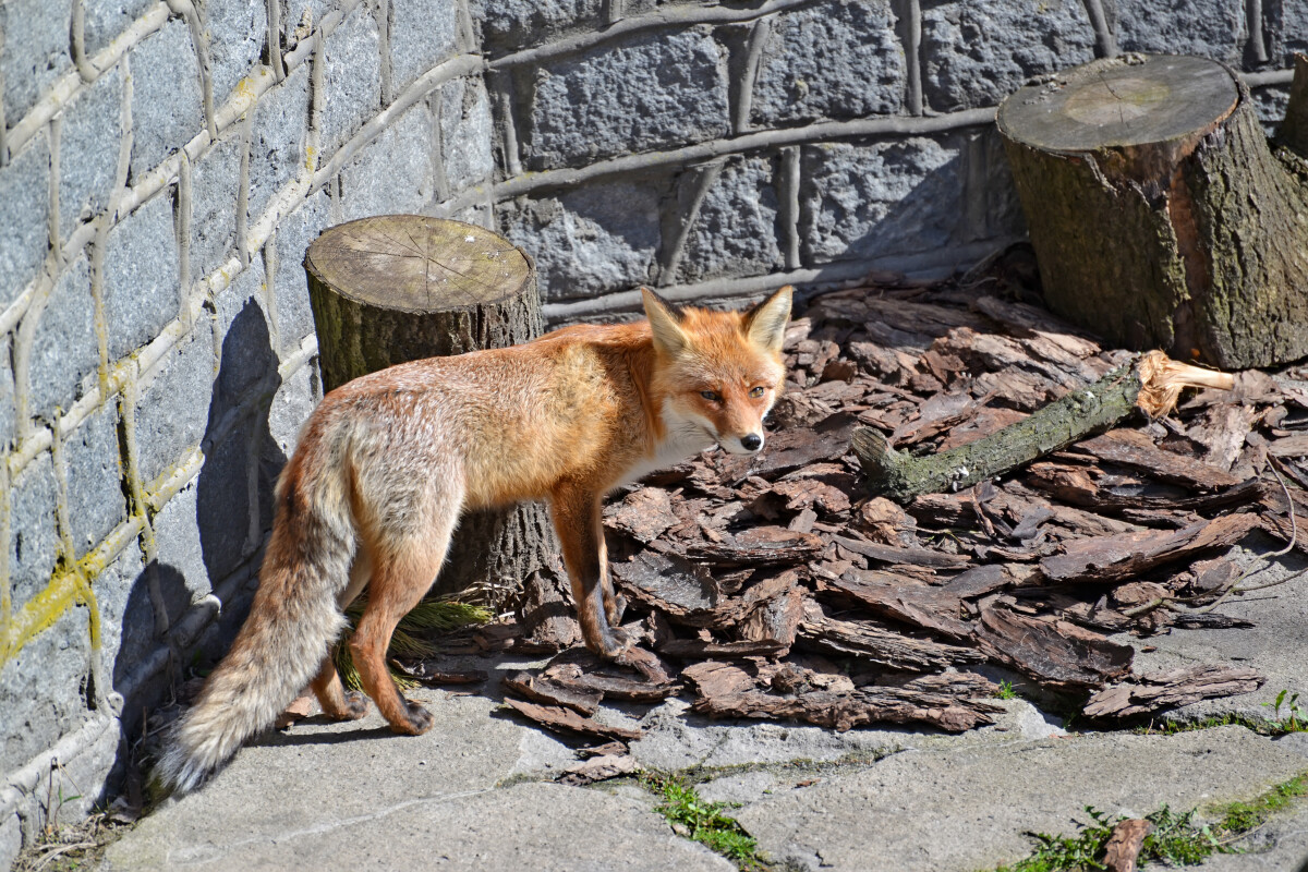 Рыжая лисица (Vulpes Linnaeus) в зоопарке