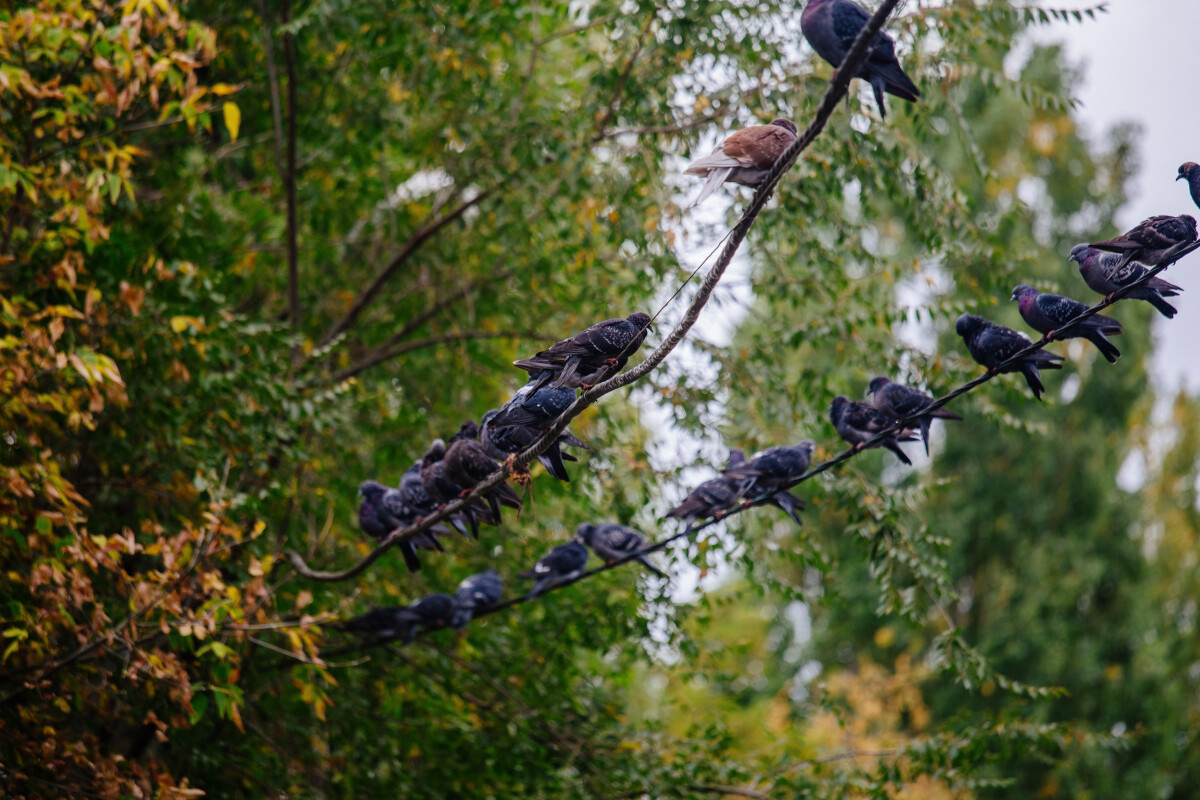 Group of pigeons sitting on wire