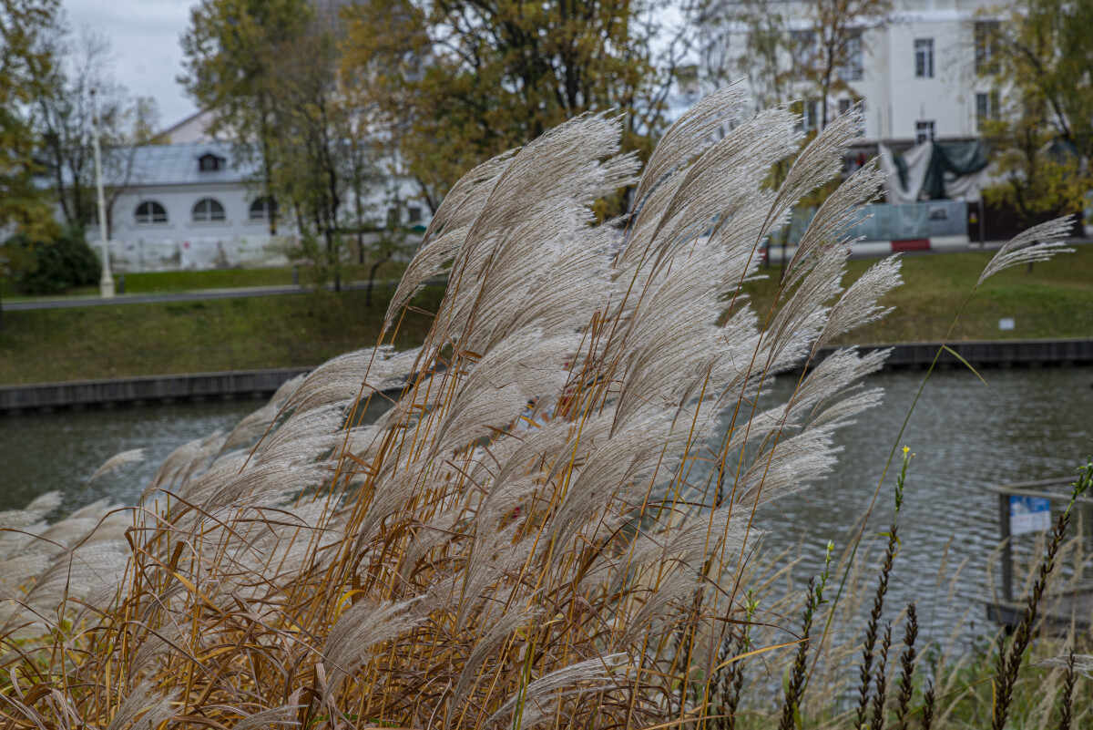 Мискантус, или веерник (лат. Miscanthus). Арбесман В. М.