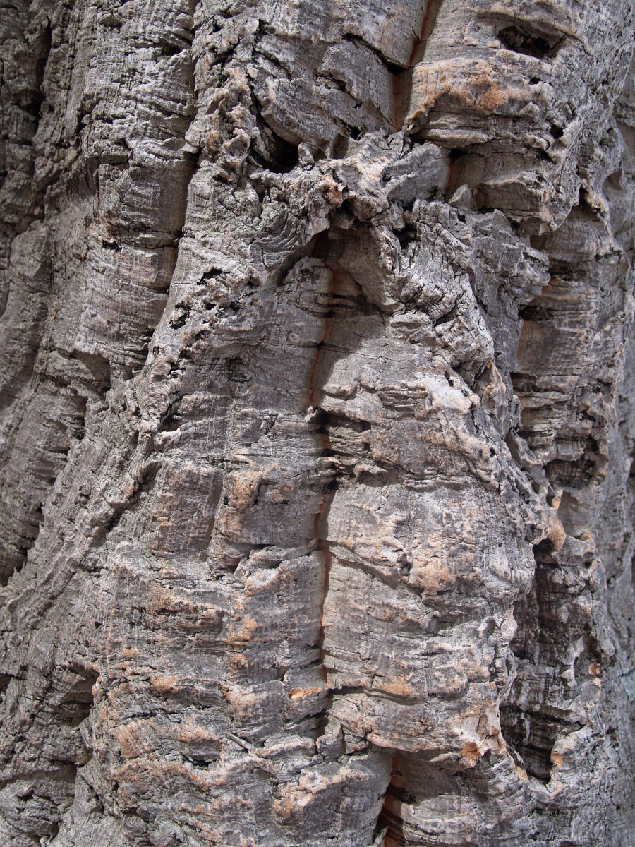 Кора сердцевинного дуба, фон