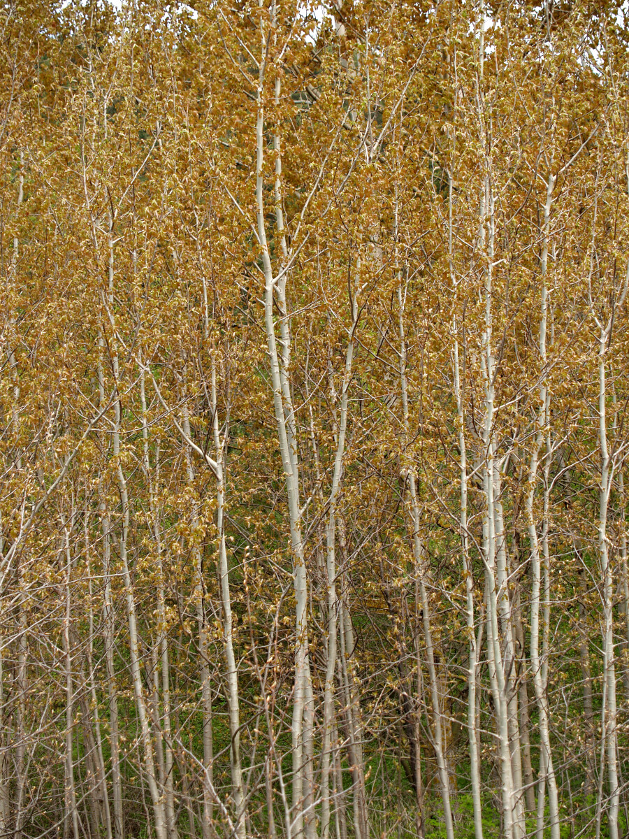 Осина обыкновенная (Populus tremula L рос. )