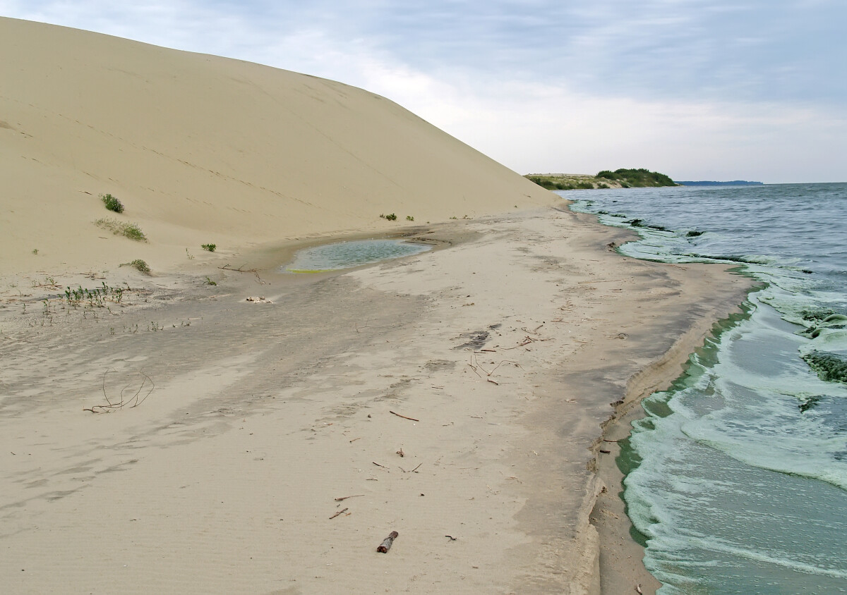 Сине-зеленые водоросли в Куршском заливе Балтийского моря