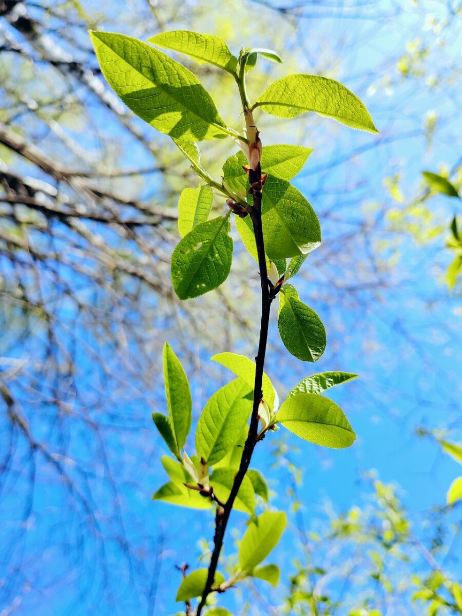 Молодые листья. Весна.