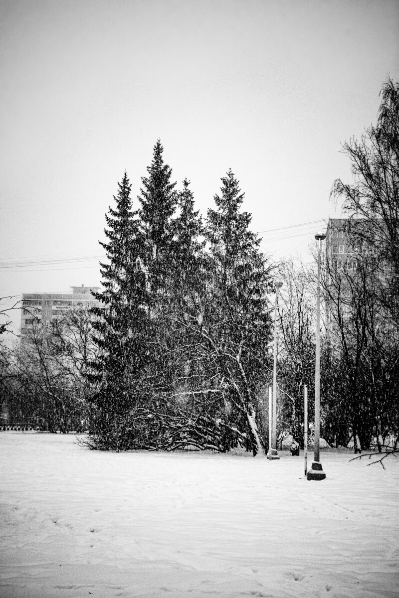 Черно-белое фото. Парк