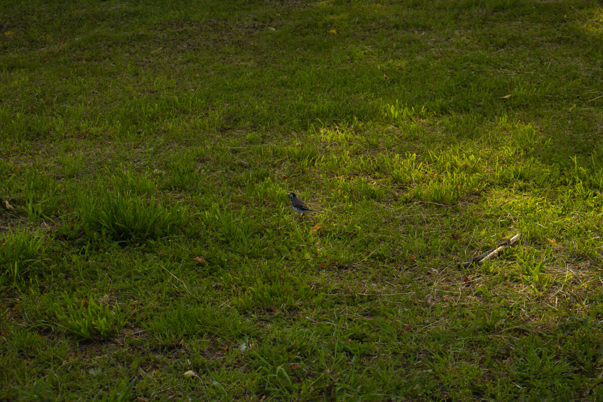 Белая трясогузка (лат. Motacilla alba) — вид птиц из семейства трясогузковых