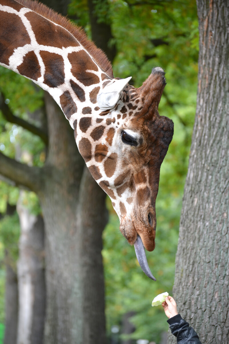 Сетчатый жираф (Giraffa camelopardalis reticulata Linnaeus) берет корм из детских рук