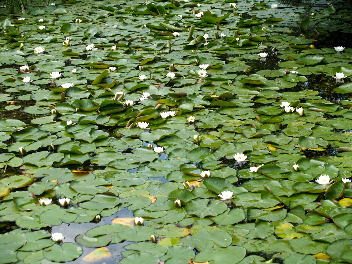 Кувшинки белые (Nymphaea alba L. рос. )