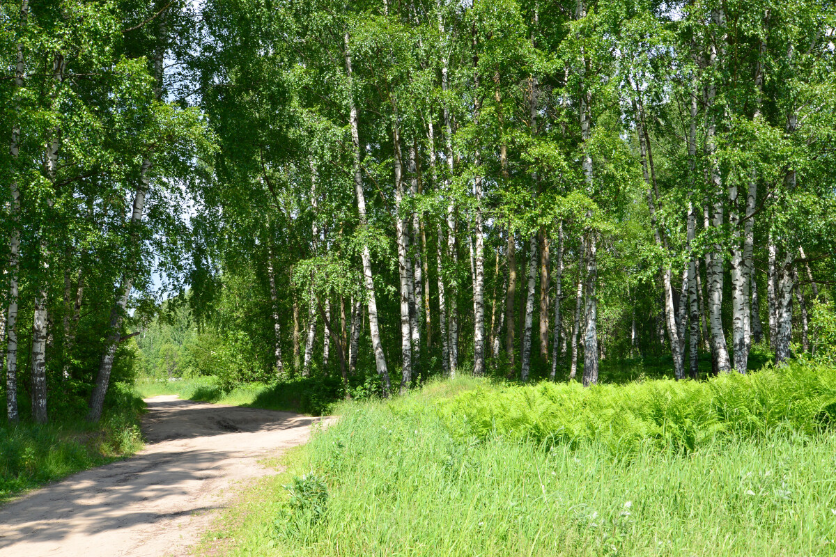 Проселочная дорога в березовом лесу