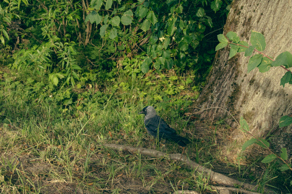 Галка (лат. Coloeus monedula, syn. Corvus monedula) — птица, один из наиболее мелких представителей семейства врановых