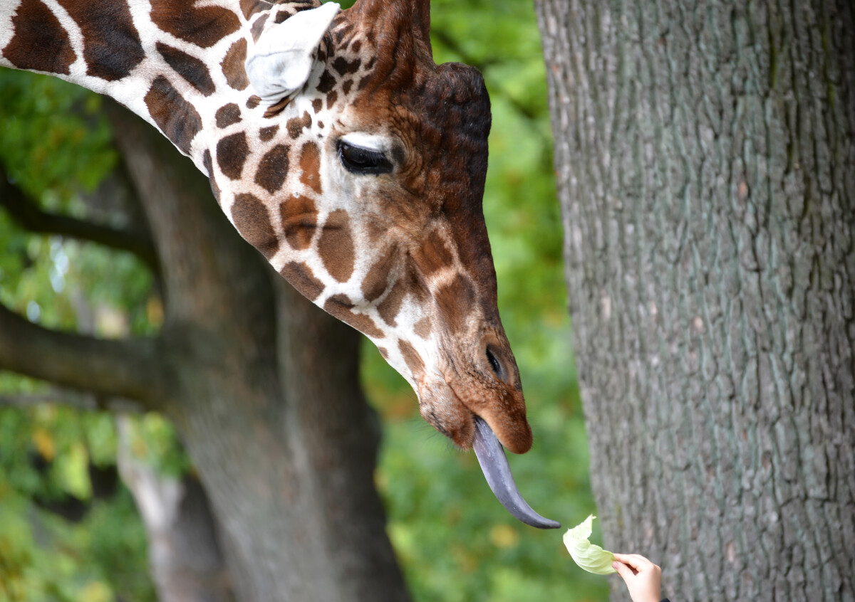 Портрет сетчатого жирафа (Giraffa camelopardalis reticulata Linnaeus) с высунутым языком. Вид сбоку