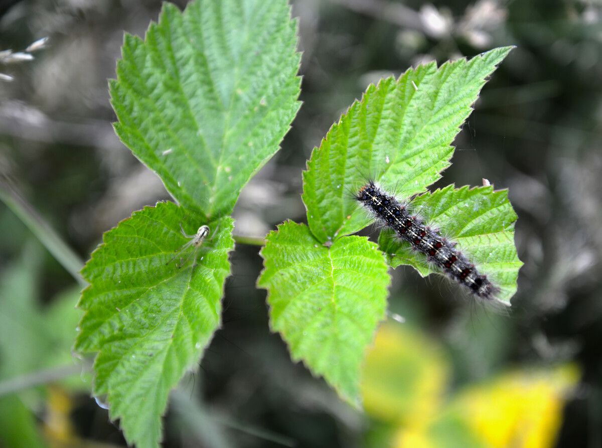 Гусеница непарного шелкопряда (Lymantria dispar Linnaeus) поедает лист малины