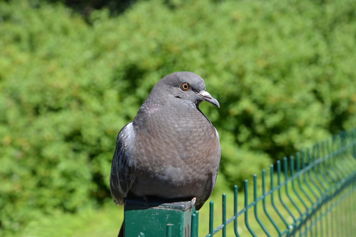 Голубой скалистый голубь (Columba livia Gmelin), портрет в полупрофиль на фоне растительности