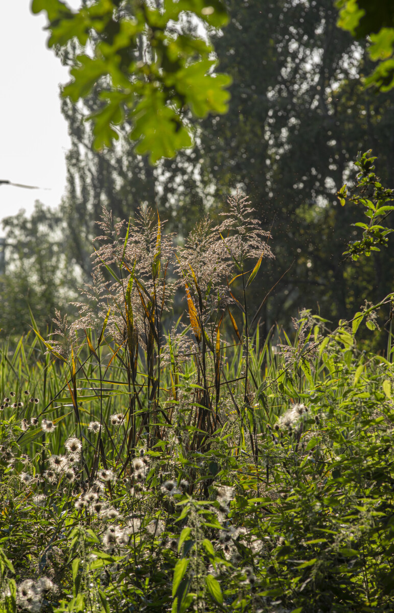 Тростник обыкновенный phragmites Australis и бодяк пуховый в контровом солнечном освещении