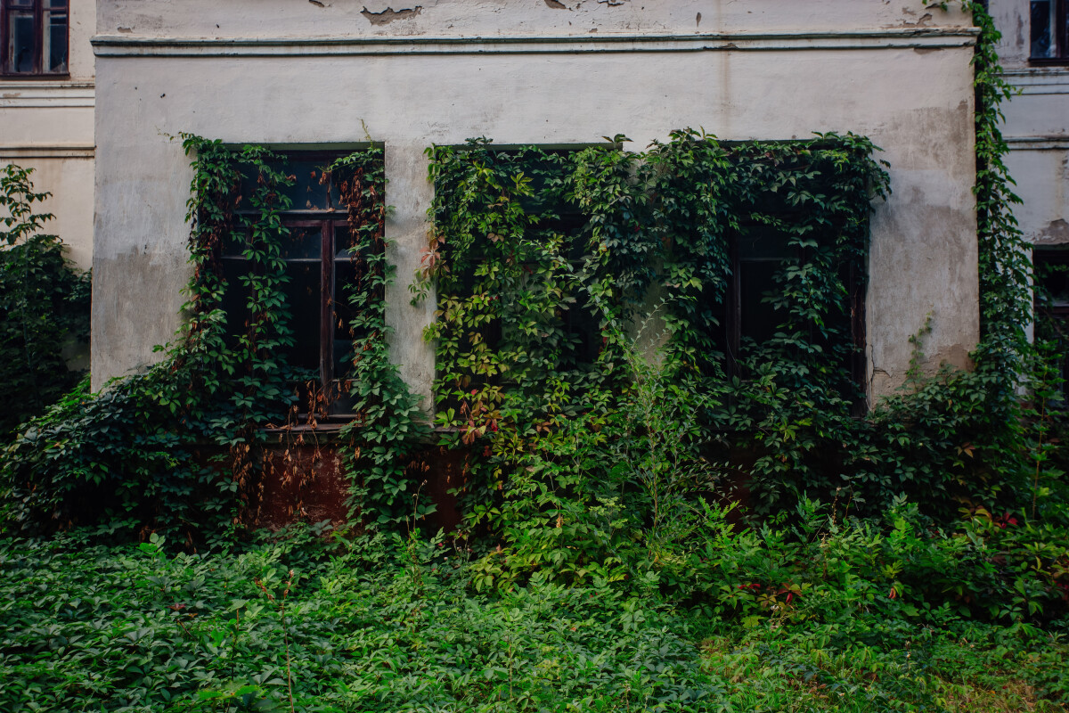 Old overgrown windows of abandoned house