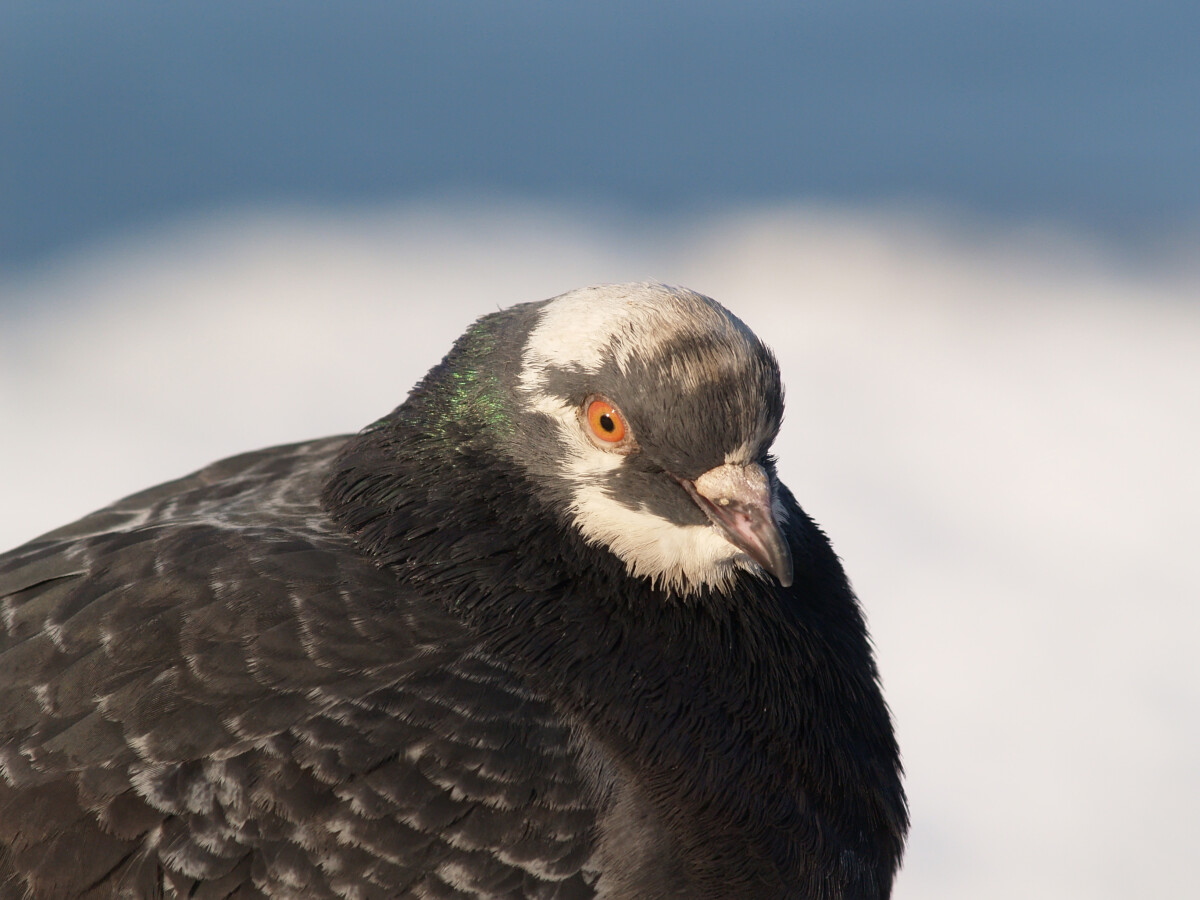 Портрет голубого скалистого голубя (Columba livia)