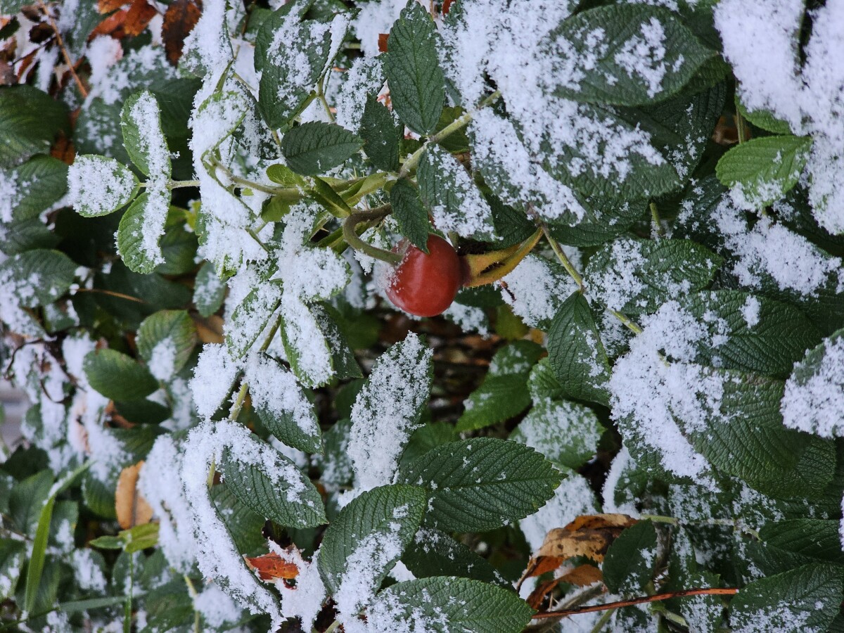 Шиповник в снегу