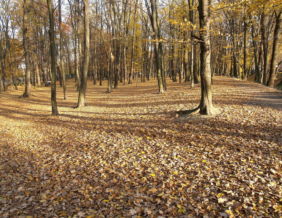 В осеннем парке