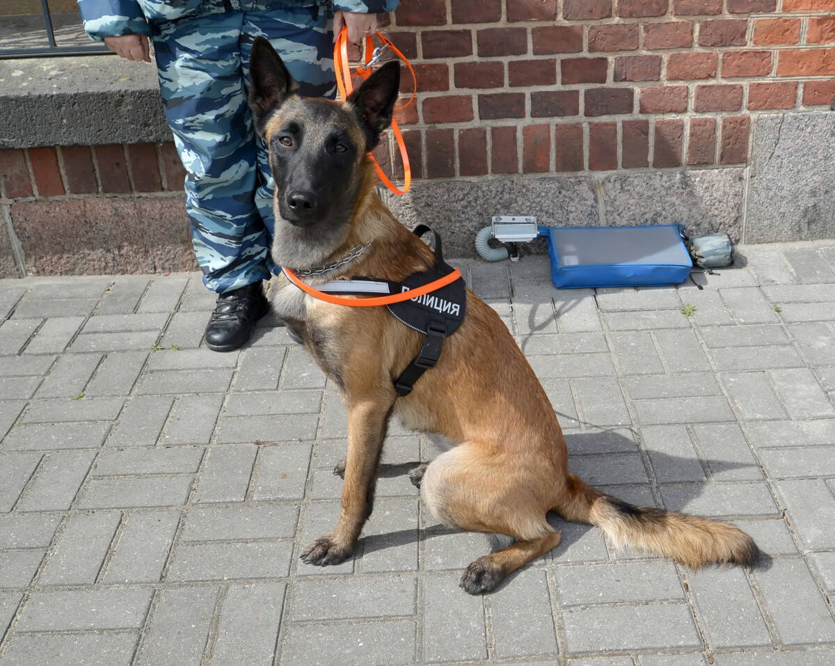 Сторожевая собака в экипировке с надписью "Полиция" сидит смирно возле сотрудника полиции