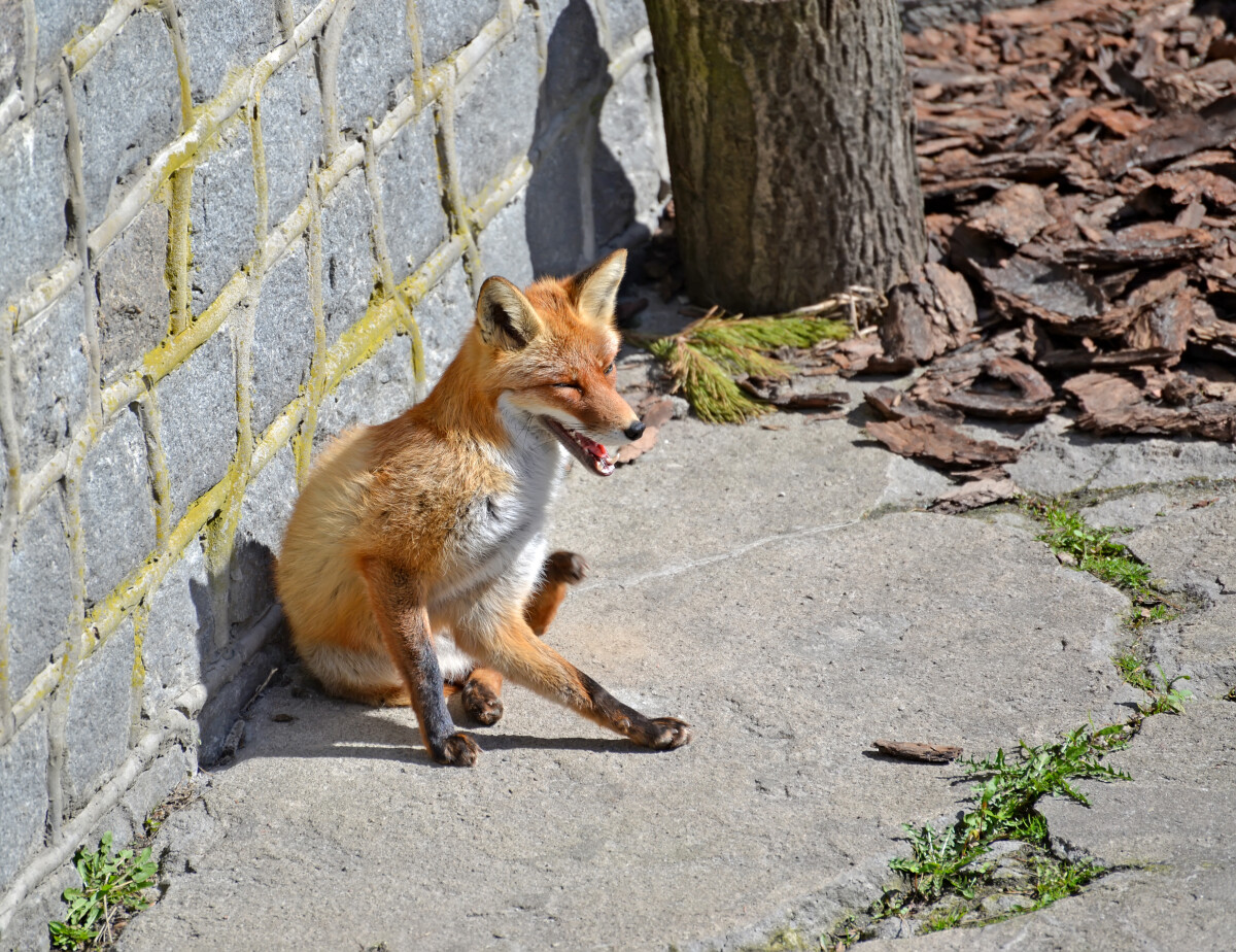 Лисица обыкновенная (Vulpes Linnaeus) сидит у стены вольера под открытым небом. Зоопарк