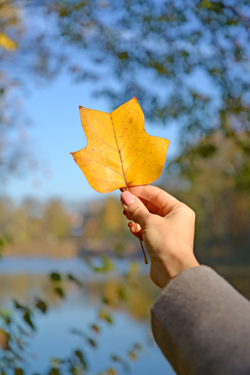 Женская рука держит осенний лист тюльпана лириодендрона (Liriodendron tulipifera L.) на фоне озера