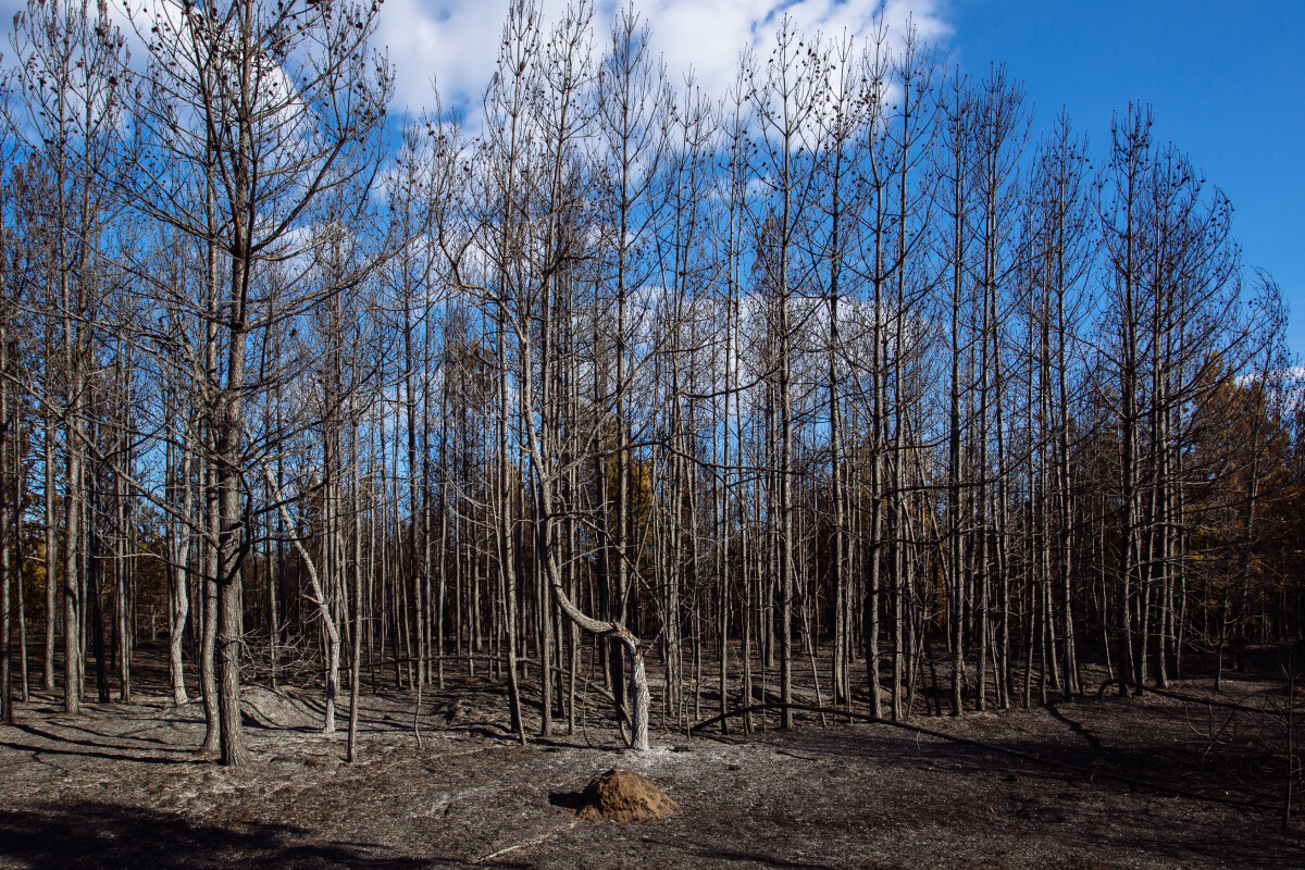 Burnt pine forest. Consequences of fire