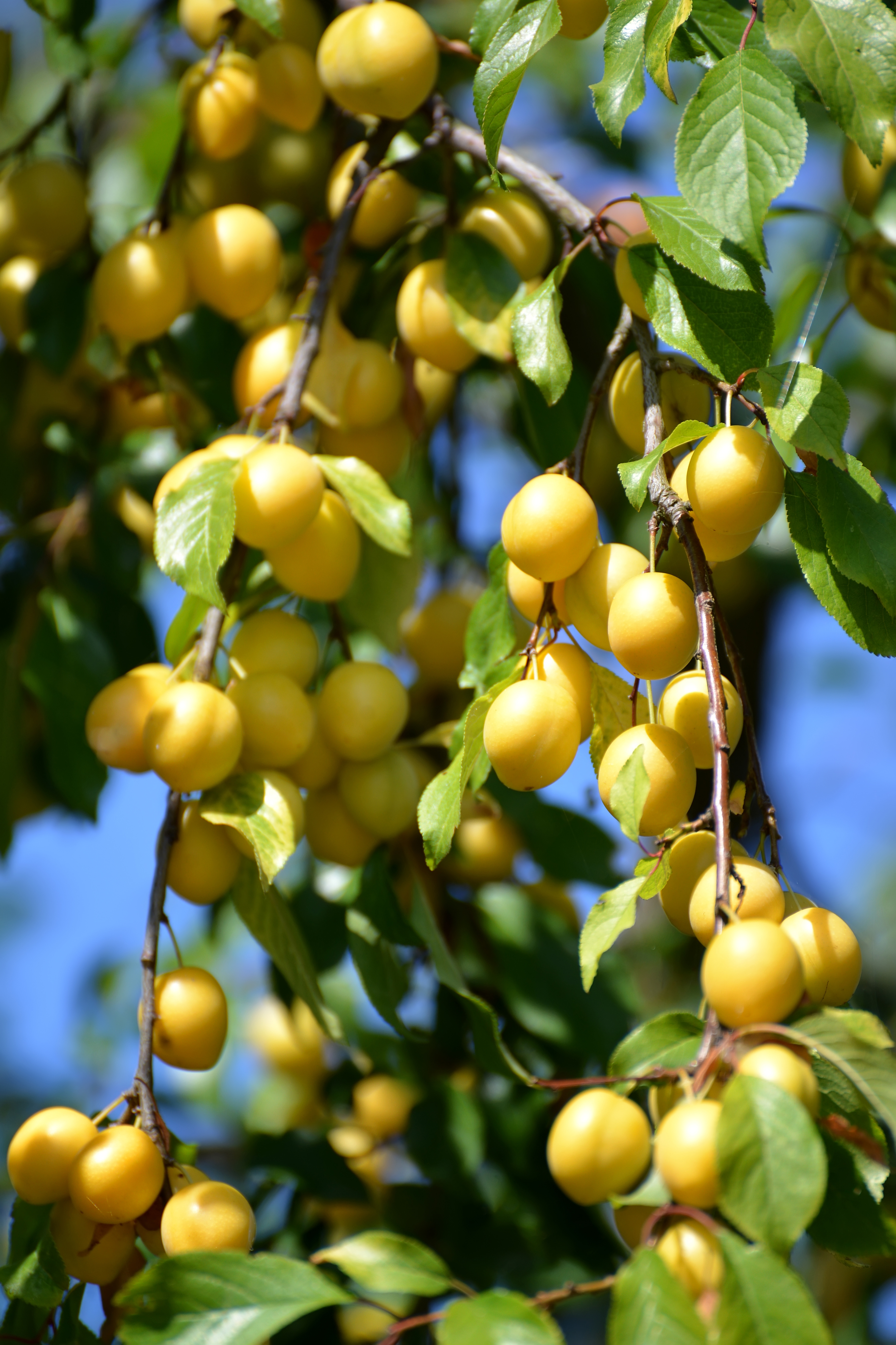 Зрелая желтая алыча (Prunus cerasifera)