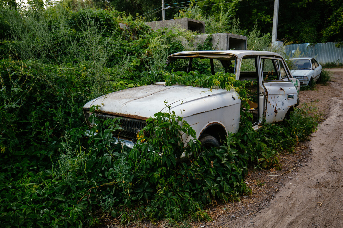 Old broken car overgrown by plants with bullet holes