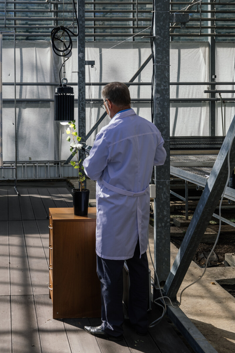 Scientist measuring plant photosynthesis by using portable device in laboratory