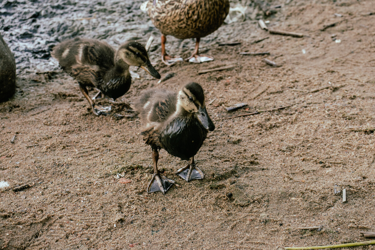 Утка Кряква (лат. Anas platyrhynchos) — птица из семейства утиных (Anatidae) отряда гусеобразных (Anseriformes), дикая утка