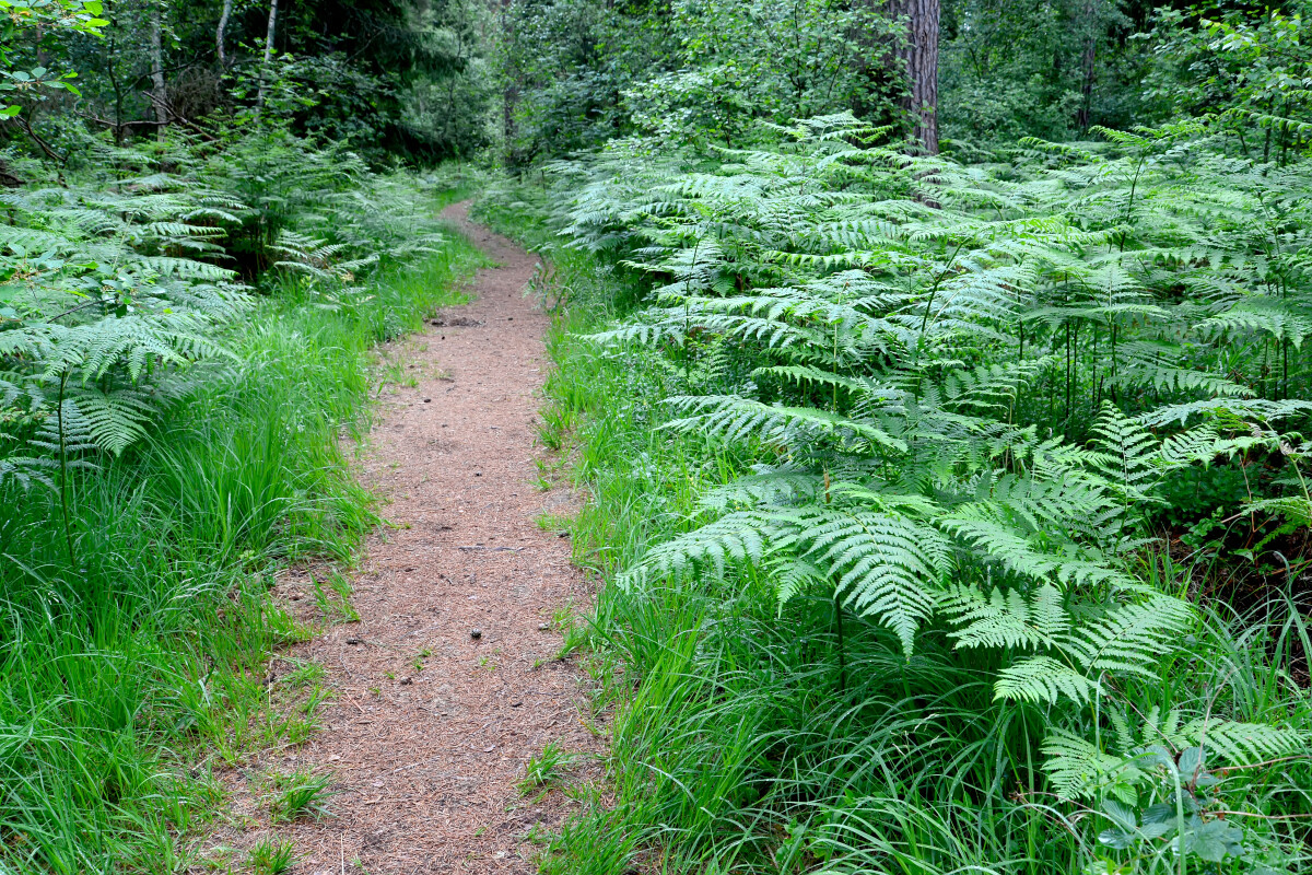 Заросли орлиного папоротника (Pteridium aquilinum (L.) Kuhn) вдоль лесной тропинки