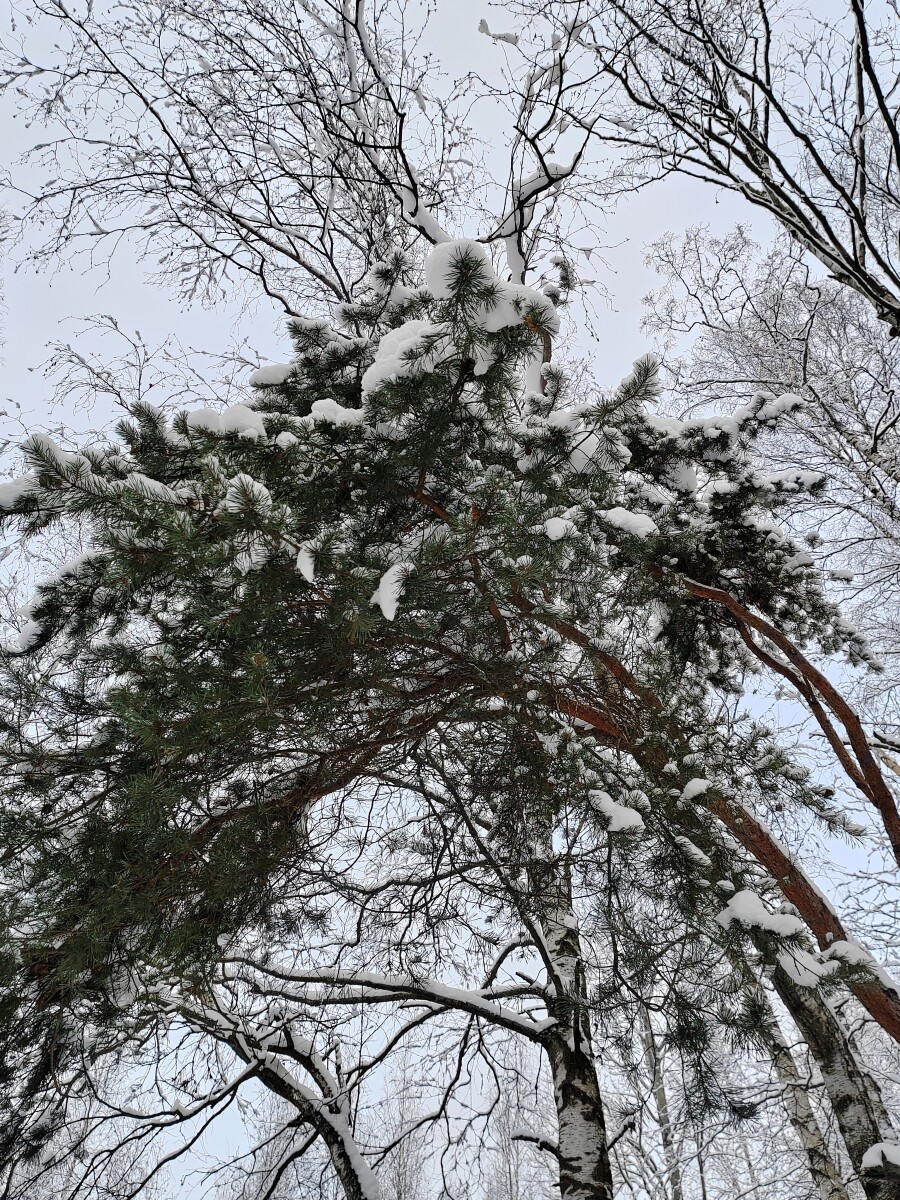 Тяжёлый снег на ветке. Зима.