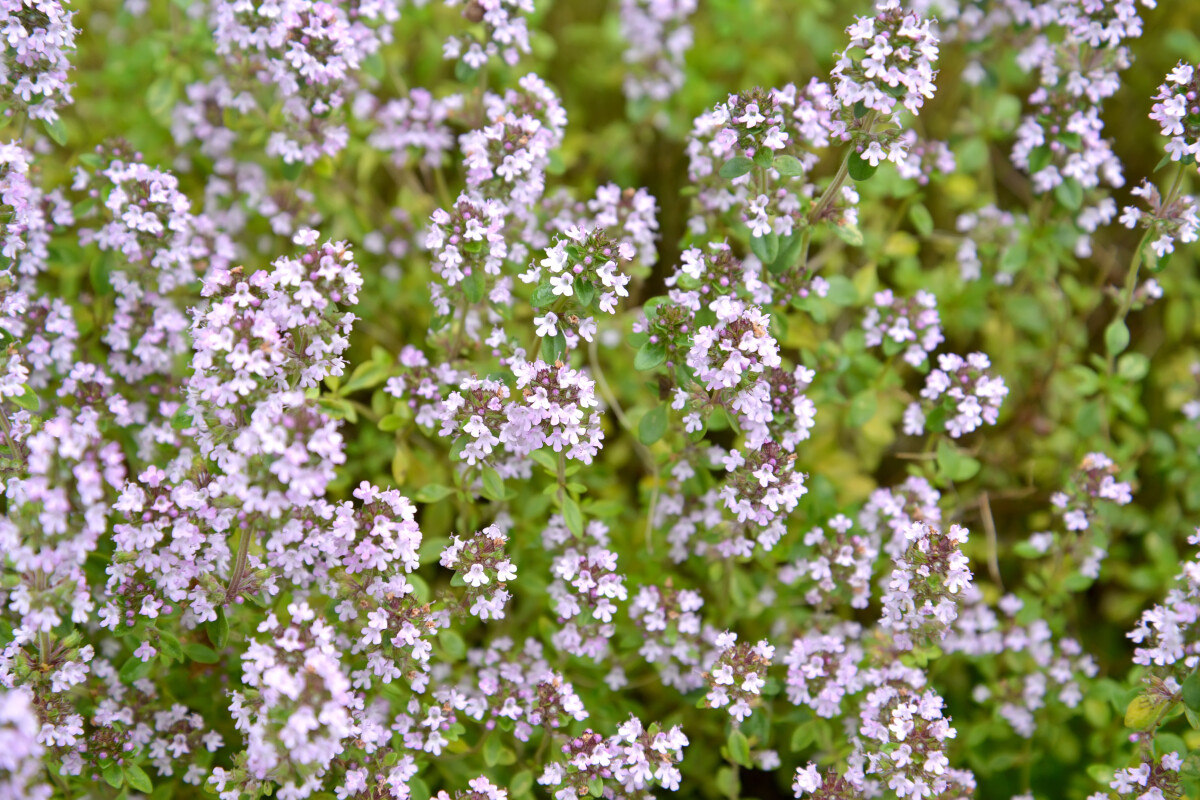 Цветущий тимьян ползучий (чабрец обыкновенный) (Thymus serpyllum L.)