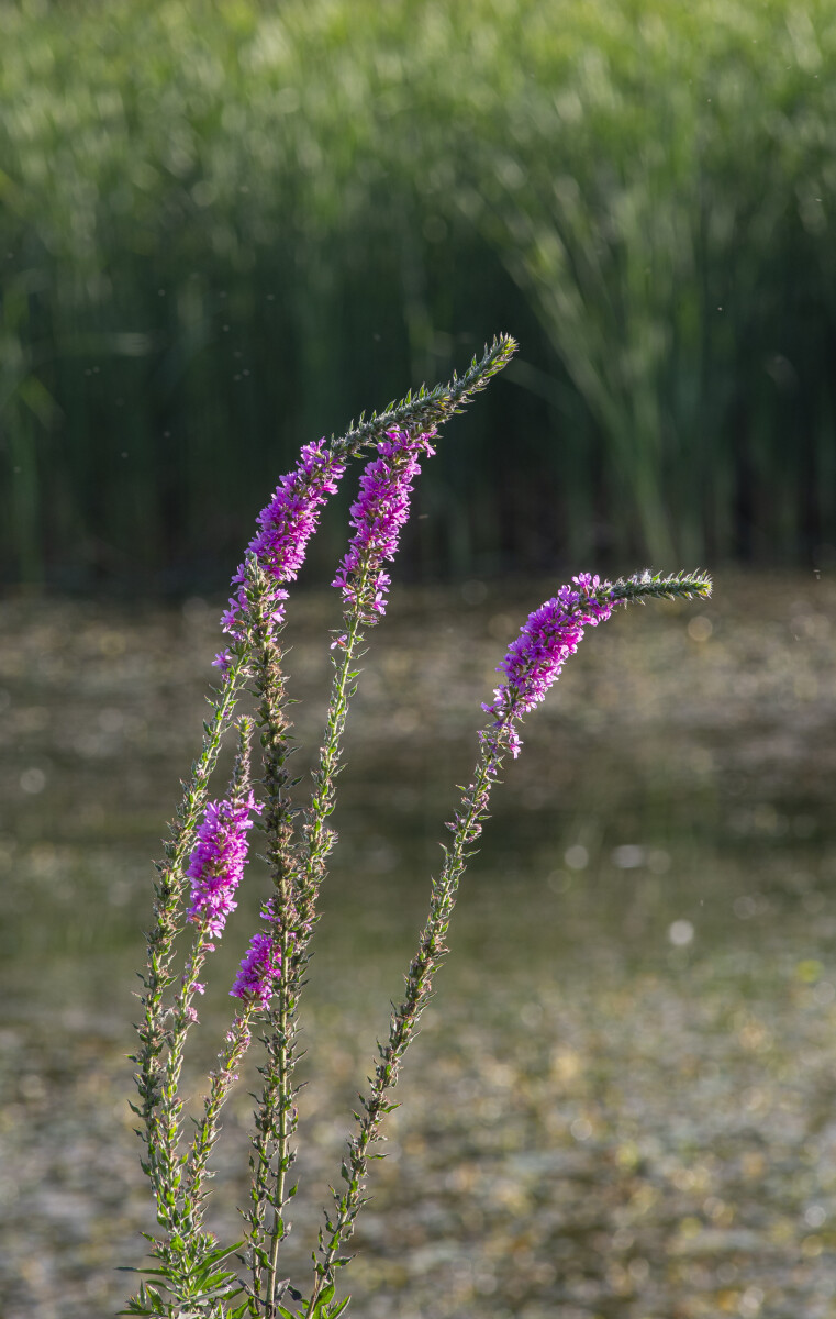 Дербенник иволистный, или Плакун-трава (лат. Lythrum salicaria)