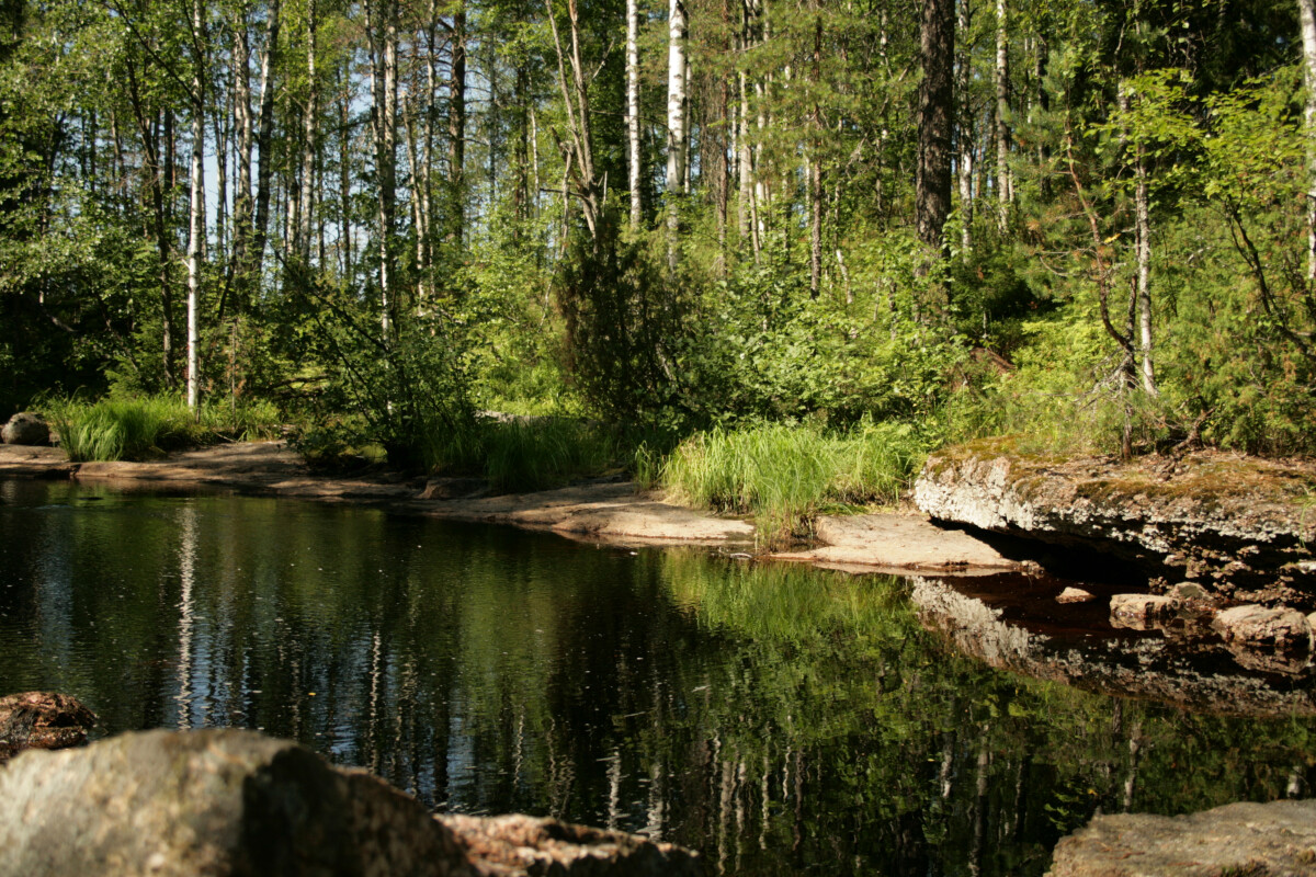 Лес отражается в воде