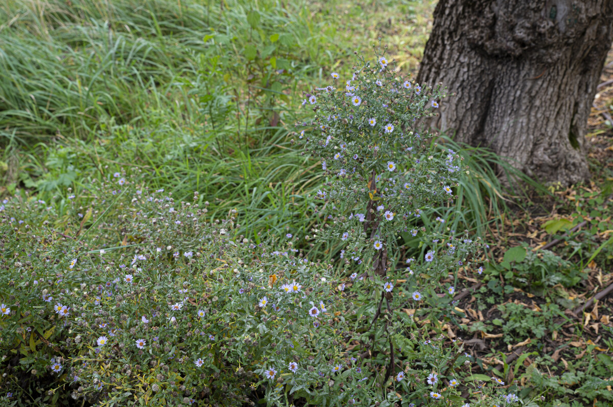 Symphyotrichum novae-angliae (астра американская). Арбесман В. М.