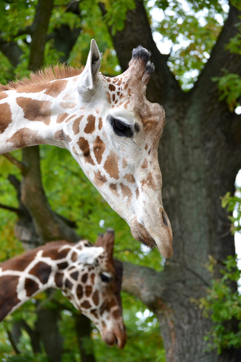 Два сетчатых жирафа (Giraffa camelopardalis reticulata Linnaeus), портрет в профиль