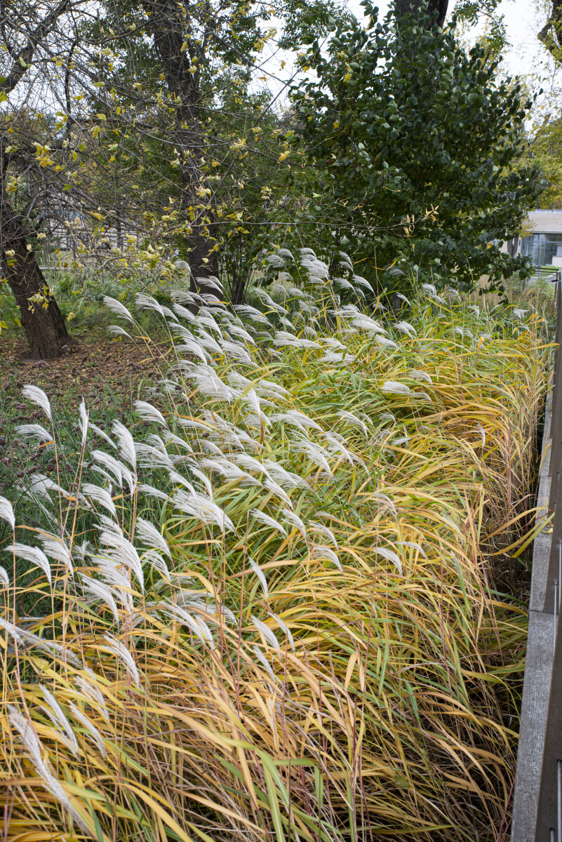 Мискантус, или веерник (лат. Miscanthus). Арбесман В. М.