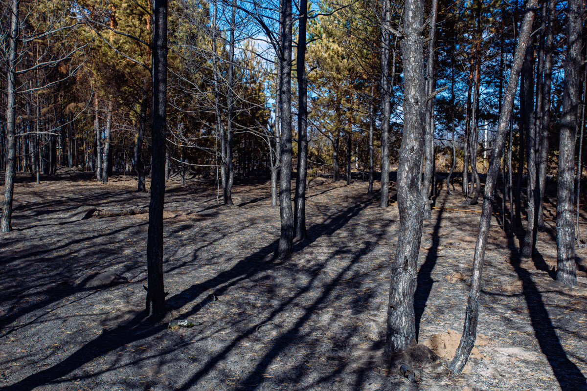 Burnt pine forest. Consequences of fire