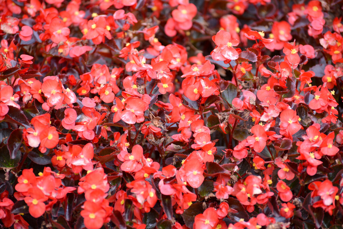 Вечно цветущая бегония (Begonia semperflorens Link & Otto), фон